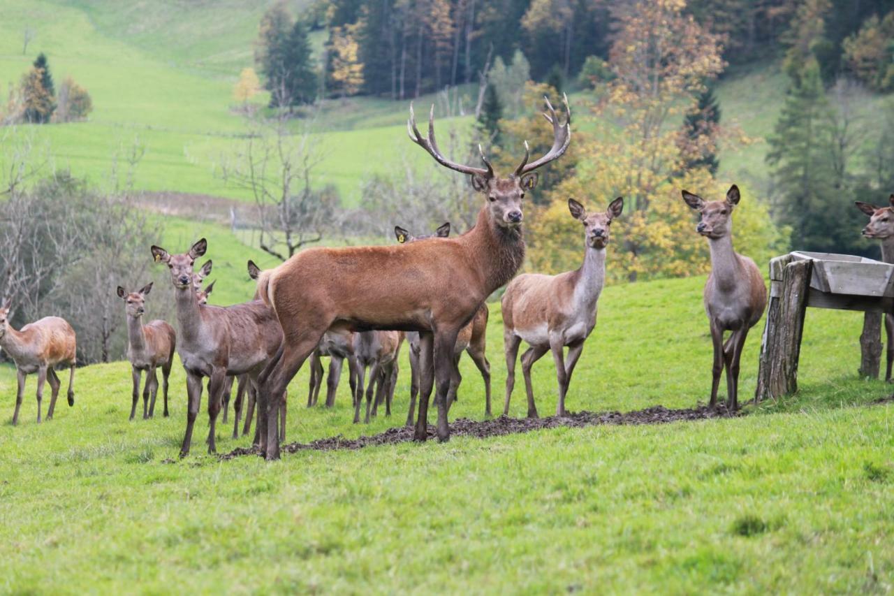 Singerskogel - Ferienhof Und Jausnstub'N Spital Am Pyhrn Exteriér fotografie
